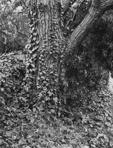 Photography-Nature-Streetside ivy, Carmel, California r08-0223-55
