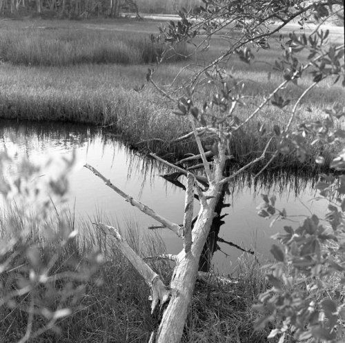 Photography-Landscape-r09-0205a-45 Deadfall and slough, Hampstead, North Carolina