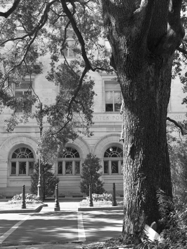 Photography-Urban-r09-0205c-50 Squirrels on tree, Post Office, Savannah, Georgia