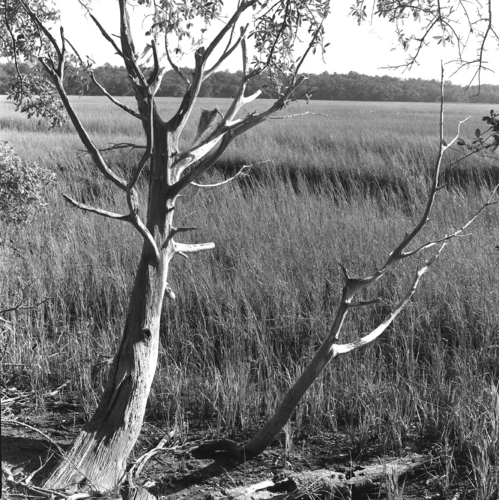 Photography-Landscape-r09-0208b-41 Leaning tree and salt marsh, Wormsloe Historic Site, Savannah