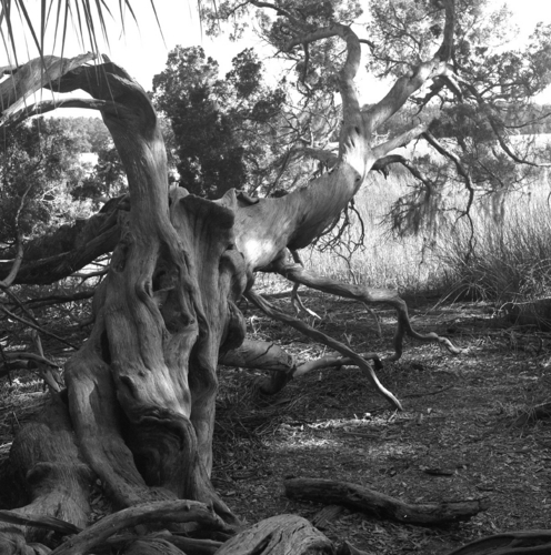 Photography-Landscape-r09-0208b-47-Twisted tree by salt marsh, Savannah, Georgia
