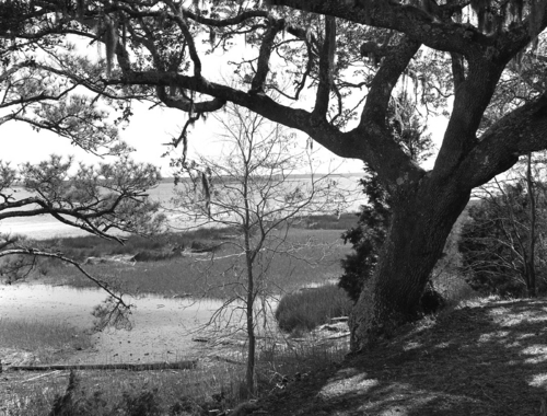 Photography-Landscape-r09-0209-46 Tree by Cape Fear River, near Wilmington, North Carolina