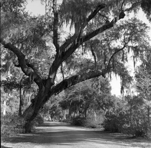 Photography-Nature-r09-0210-43 Live Oak,  Bonaventure Cemetery, Savannah, Georgia