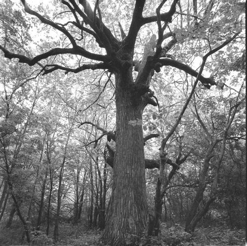 Photography-Nature-r09-0607-48Tree, Maple Grove, Minnesota