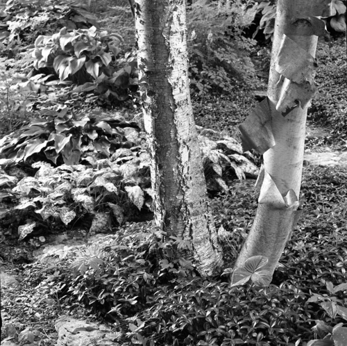 Photography-Nature-r09-0723-54 Birches and hostas