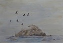 Pelicans%20At%20%20Morro%20Rock (thumbnail)