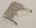Putty%20%20jack%20russell%20terrier (thumbnail)
