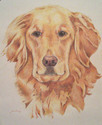 Bailey (thumbnail)