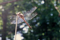 Dragonfly (thumbnail)