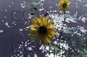 Black%20Eyed%20Susan (thumbnail)