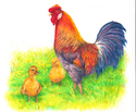 Painting--AnimalsCHUCKLING-ROOSTER