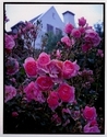 Digital Art--Photo Manipulation-FloralROSE GARDEN