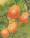 Painting--Oil-Still Lifepears