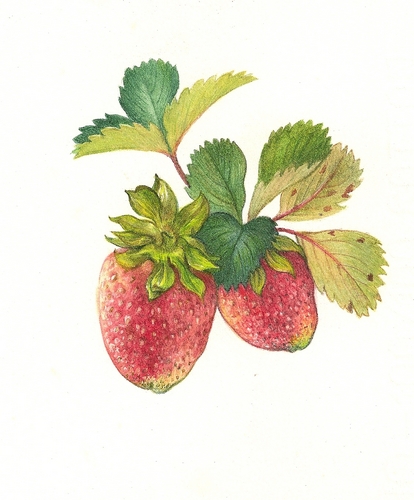 Painting-Botanical-STRAWBERRY SKETCH