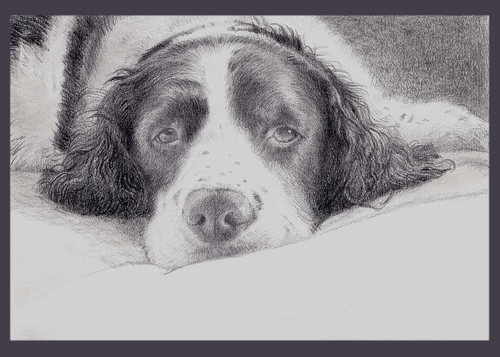 Drawing-Portrait-ENGLISH SPANIEL DOG PORTRAIT