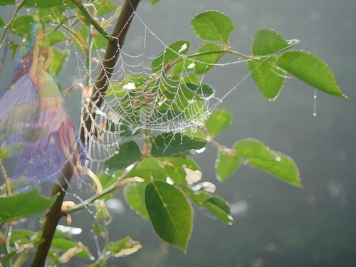 Digital Art-Fantasy-DEWY SUMMER FAIRY