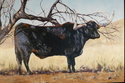 judy robbins - black longhorn