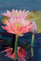 Coral%20Waterlilies (thumbnail)