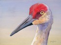 Sandhill%20Crane (thumbnail)