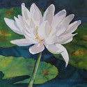 White%20Waterlily (thumbnail)