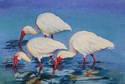 Ibis%20in%20the%20Morning (thumbnail)