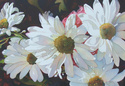 A%20Daisy%20a%20Day (thumbnail)