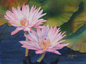 Waterlily%20Duo (thumbnail)