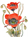Red%20Poppies (thumbnail)