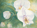 Orchid%20II (thumbnail)