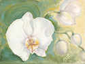 Orchid%20I (thumbnail)