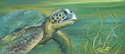 Sea%20Turtle (thumbnail)