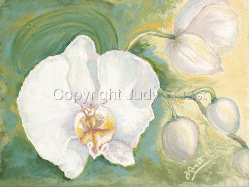 Orchid%20I (large view)