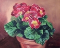 Pink%20Primrose (thumbnail)