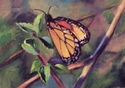 Monarch (thumbnail)