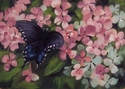 Garden%20Phlox (thumbnail)
