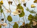 John Upton - Figurative Photography John Upton,color photograph,nature,Japan,Zen Temple,Buddhism - Figurative Photography