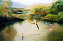 Anderson Marsh