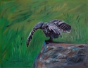Other-Tom's Great Grey