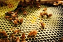 Honeycomb%20Hustle (thumbnail)