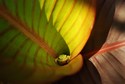 Spiral%20Leaf%20Spa (thumbnail)