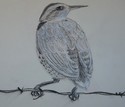 Painting--Watercolor-WildlifeJuvenile Meadowlark