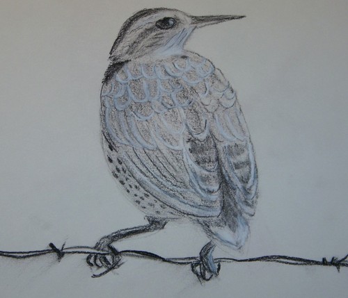Painting-Wildlife-Juvenile Meadowlark