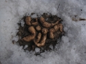 Mutants%20in%20Late%20Winter (thumbnail)