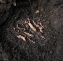 Mutants%20in%20Spring%20Compost (thumbnail)