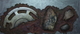 Sculpture--Mixed Media-EnvironmentalOf Terrestrial Mold