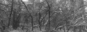 Photography--Black & White-LandscapeScrub Oaks, Colorado