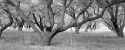 Photography--Black & White-LandscapeFruit Trees, Utah