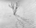 Photography--Black & White-LandscapeIn the Dunes