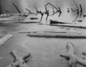 Photography--Black & White-LandscapeFrozen Pond