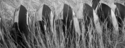 Photography--Black & White-LandscapeDisk in Grass